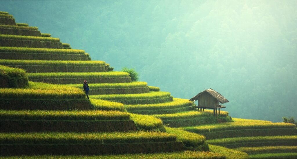 agriculture, rice plantation, thailand, rice, nature, vietnamese, green, ecology, myanmar, burma, growth, countryside, malaysia, bali, plantation, hills, indochina, terraces, garden, gardening, environment, cambodia, asia