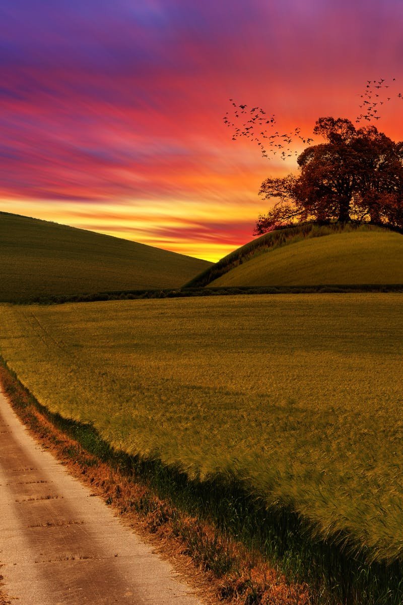 An enchanting countryside view with fields and a pathway under a vibrant sunset sky.